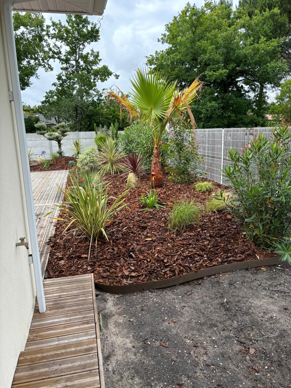 Massif planté et paillé avec palmier
